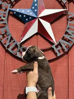 Hutch, a male Boxer for sale in Reedsville, WI – 2 of 3