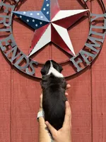 Raven, a female Boxer for sale in Reedsville, WI – 3 of 3
