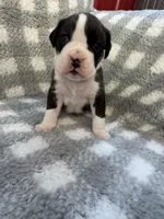 Greta, a female Boxer for sale in Reedsville, WI – Photo 2 of 4