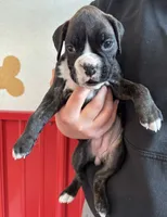 processed/b1bf7adb-ae9a-4a39-8348-9e714ab420c5/listing/4e3e1383-b397-40af-9faf-44c1fc3cc7ae/48f5730a-e642-4160-9ce1-e3b078177588