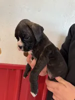 processed/b1bf7adb-ae9a-4a39-8348-9e714ab420c5/listing/4e3e1383-b397-40af-9faf-44c1fc3cc7ae/b9ce24cf-eb74-48f9-a5b2-253da482c7e5