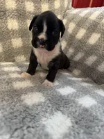 Gabby, a female Boxer for sale in Reedsville, WI – Photo 2 of 4