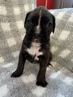 Gigi, a female Boxer for sale in Reedsville, WI – Photo 2 of 4