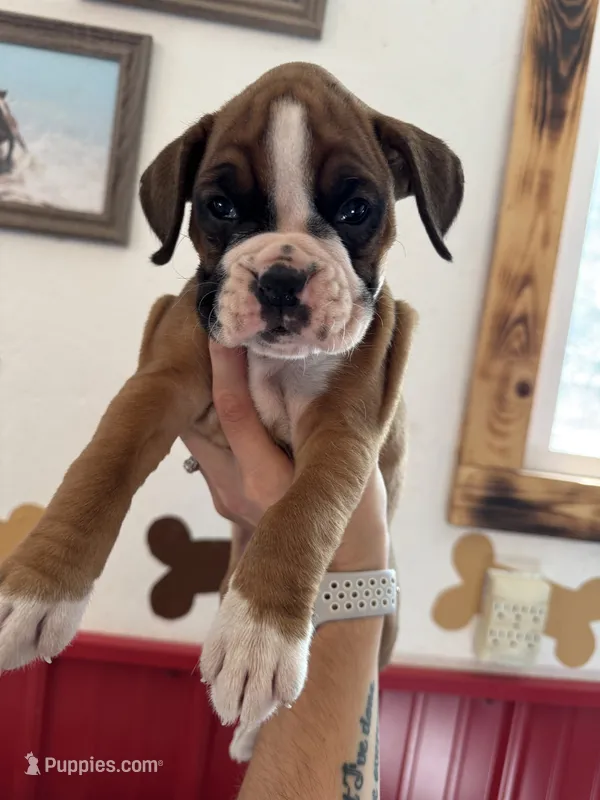 Riah – Boxer puppy for sale in Reedsville, WI