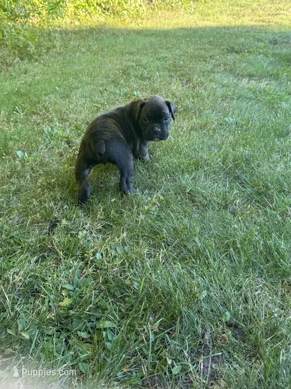 Gigi – Boxer puppy for sale in Reedsville, WI