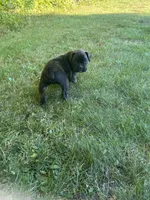 Gigi, a female Boxer for sale in Reedsville, WI – 1 of 3