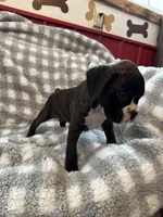 Georgia, a female Boxer for sale in Reedsville, WI – Photo 2 of 5