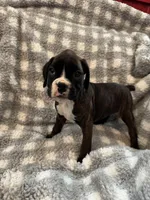 Georgia, a female Boxer for sale in Reedsville, WI – Photo 1 of 5