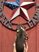 Hutch, a male Boxer for sale in Reedsville, WI – 3 of 3