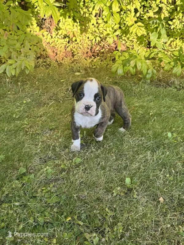 Hooch – Boxer puppy for sale in Reedsville, WI