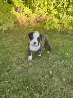 Hooch, a male Boxer for sale in Reedsville, WI – 1 of 3