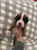 Harley, a male Boxer for sale in Reedsville, WI – Photo 1 of 5