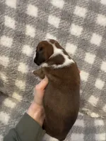 Harley, a male Boxer for sale in Reedsville, WI – Photo 2 of 5