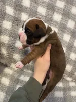 Harley, a male Boxer for sale in Reedsville, WI – Photo 3 of 5