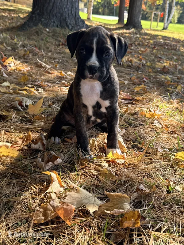 Greta – Boxer puppy for sale in Reedsville, WI