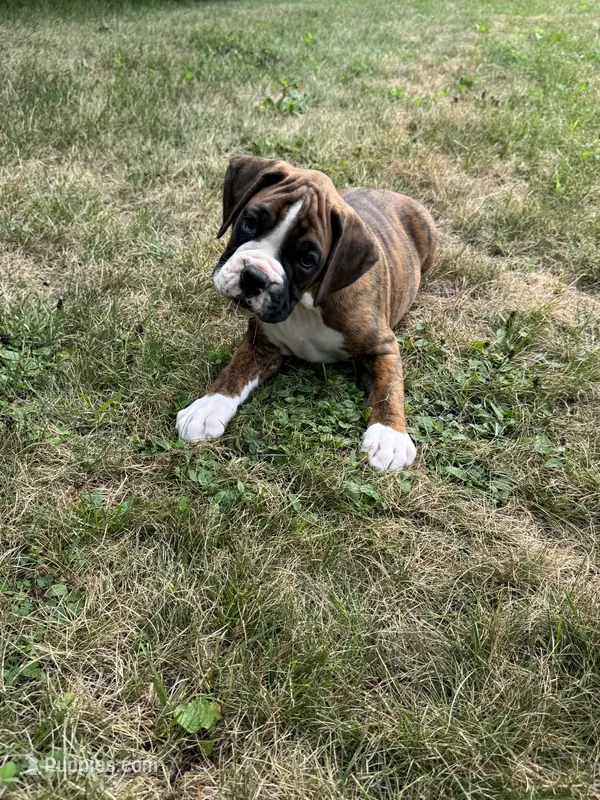 Hudson – Boxer puppy for sale in Reedsville, WI