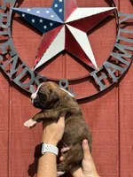 Hudson, a male Boxer for sale in Reedsville, WI – 4 of 4