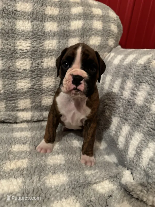 Hudson – Boxer puppy for sale in Reedsville, WI