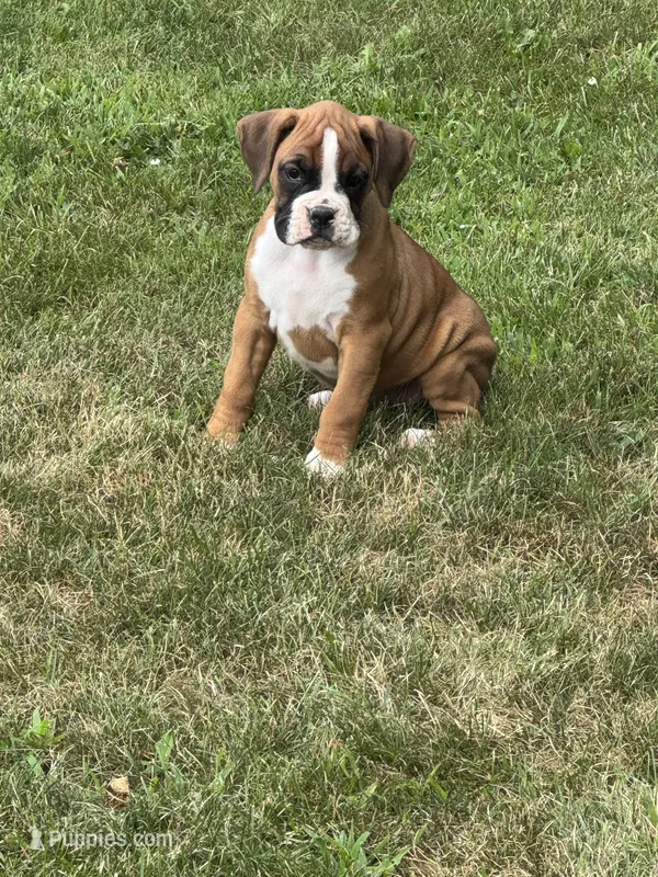 Riah – Boxer puppy for sale in Reedsville, WI