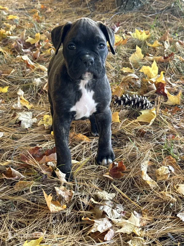 Gigi – Boxer puppy for sale in Reedsville, WI