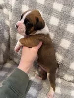 Grace, a female Boxer for sale in Reedsville, WI – Photo 1 of 6