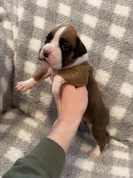 Grace, a female Boxer for sale in Reedsville, WI – Photo 4 of 6