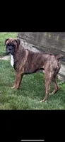 Grace, a female Boxer for sale in Reedsville, WI – Photo 6 of 6