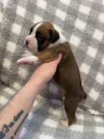 Grace, a female Boxer for sale in Reedsville, WI – Photo 3 of 6