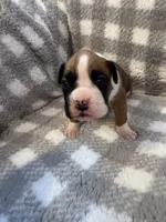 Grace, a female Boxer for sale in Reedsville, WI – Photo 2 of 6