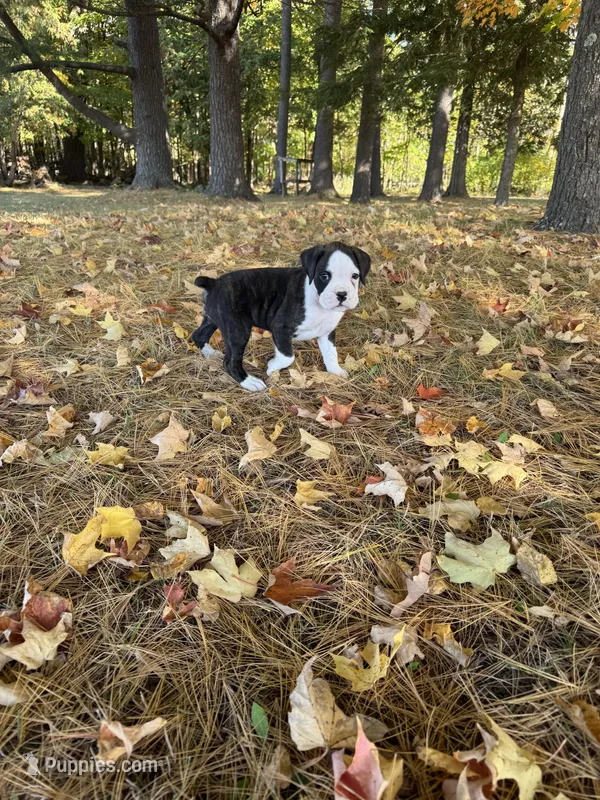Hank – Boxer puppy for sale in Reedsville, WI