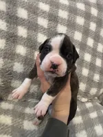 Henry, a male Boxer for sale in Reedsville, WI – Photo 1 of 4