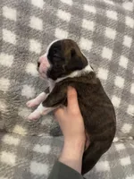 Henry, a male Boxer for sale in Reedsville, WI – Photo 2 of 4