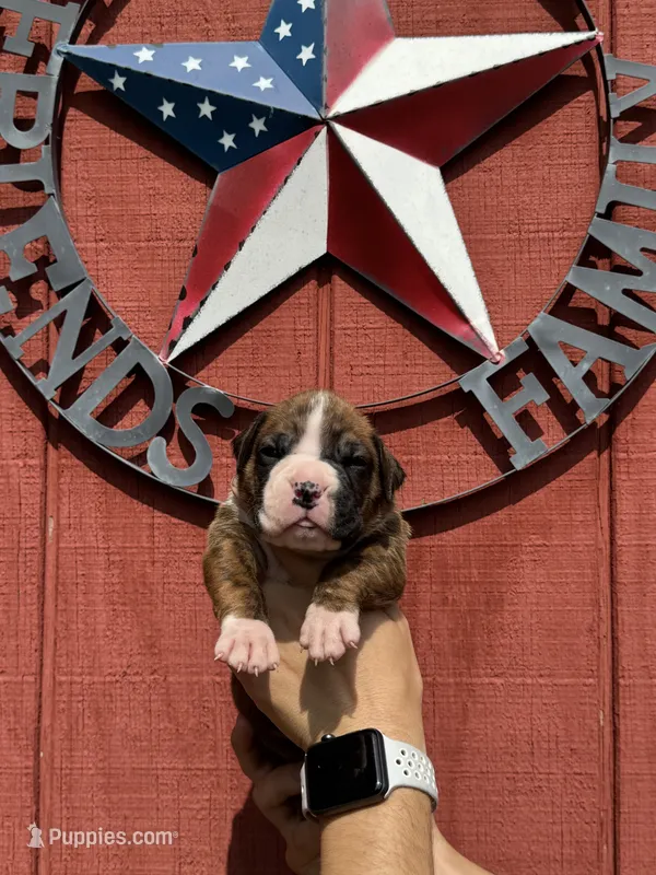 Hudson – Boxer puppy for sale in Reedsville, WI