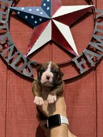 Hudson, a male Boxer for sale in Reedsville, WI – 1 of 4