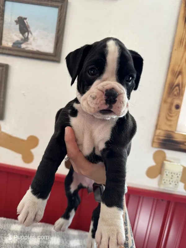 Raven – Boxer puppy for sale in Reedsville, WI