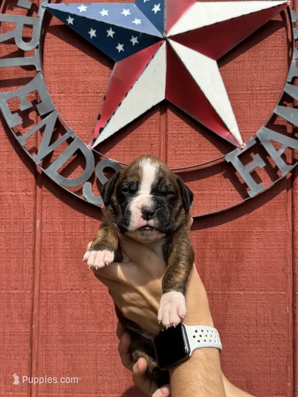 Hugo – Boxer puppy for sale in Reedsville, WI