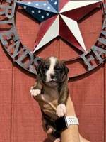 Hugo, a male Boxer for sale in Reedsville, WI – 1 of 3