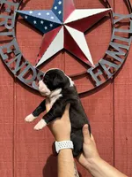 Raven, a female Boxer for sale in Reedsville, WI – 2 of 3