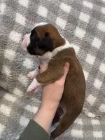 Hugo, a male Boxer for sale in Reedsville, WI – Photo 2 of 4