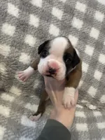 Hugo, a male Boxer for sale in Reedsville, WI – Photo 1 of 4