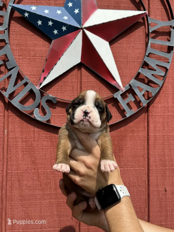 Riah – Boxer puppy for sale in Reedsville, WI