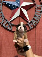 Riah, a female Boxer for sale in Reedsville, WI – 1 of 4