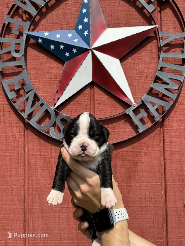 Raven – Boxer puppy for sale in Reedsville, WI