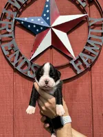 Raven, a female Boxer for sale in Reedsville, WI – 1 of 3