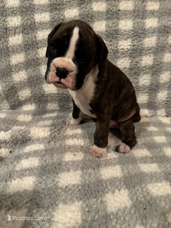 Hutch – Boxer puppy for sale in Reedsville, WI
