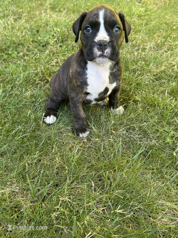 Greta – Boxer puppy for sale in Reedsville, WI