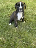 Greta, a female Boxer for sale in Reedsville, WI – 1 of 3