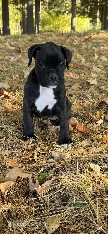 Georgia – Boxer puppy for sale in Reedsville, WI