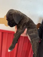 processed/b1bf7adb-ae9a-4a39-8348-9e714ab420c5/listing/ca0ad56c-b9b0-4a98-b364-f59775be9654/249a78bb-5c83-4a0f-8a16-05c148aaffaa