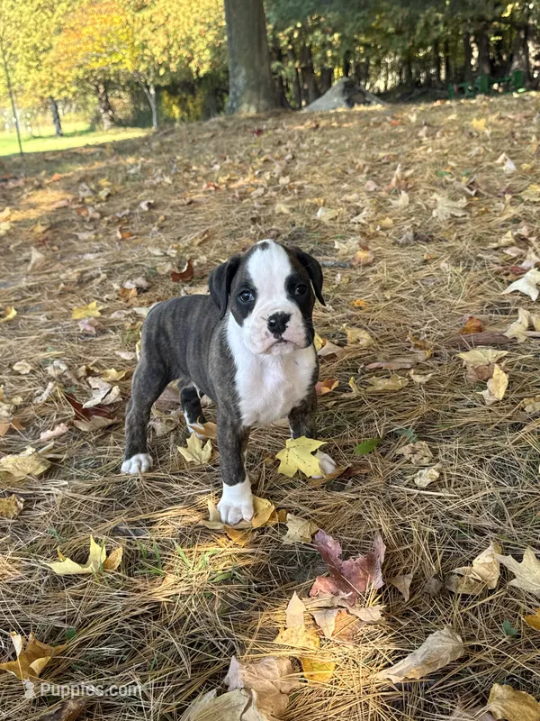 Hooch – Boxer puppy for sale in Reedsville, WI